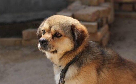 中华田园犬被合肥列为禁养犬种，中华田园犬不能在中华土地上养？
