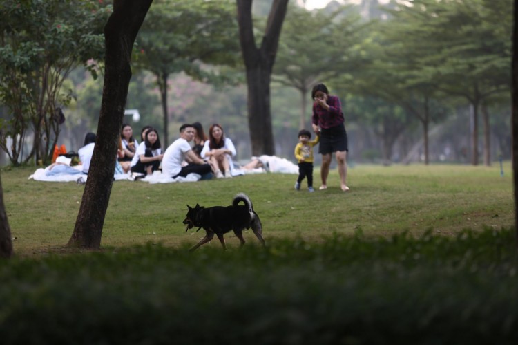 城市禁养犬种名单发布，藏獒比特高居前列，网友：拉布拉多也禁？