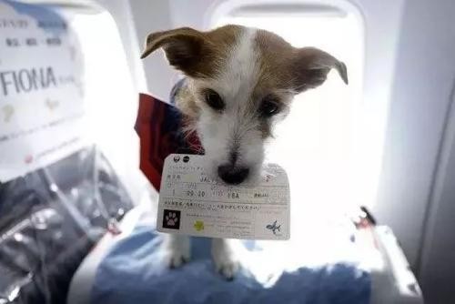 有以下5种情况的狗狗，是绝对不能上飞机的，托运也不行