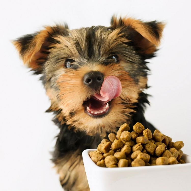 如何挑选优质狗粮？什么牌子的狗粮优质？