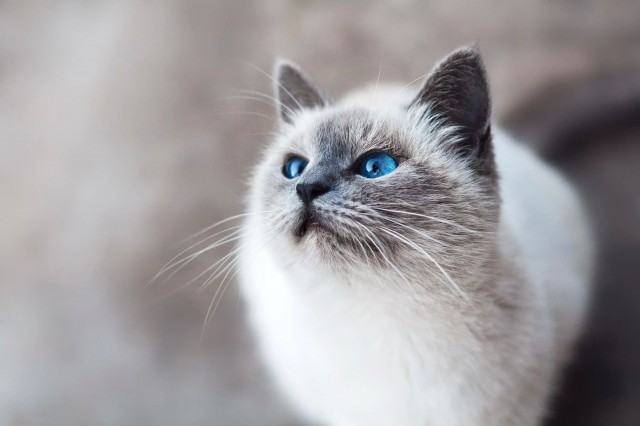 宠物小知识：猫咪为啥过敏？如何帮猫咪规避过敏源？