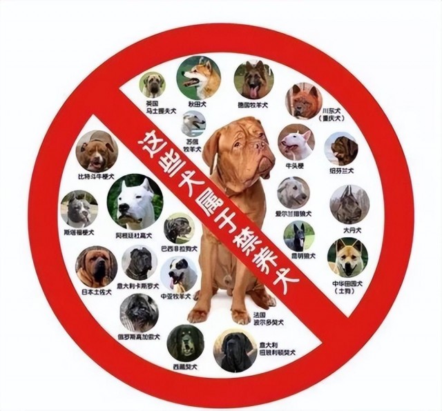 城市“禁养犬种”已公布，自查一下你家狗狗是不是中招了？