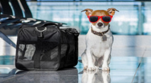 带宠物旅行不必担心，海南航空猫狗客舱运输帮助您解决宠物出行难题！