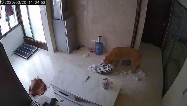 2岁的“暖男”金毛犬翻车：家里的枕头被撕得体无完肤，全程监控记录