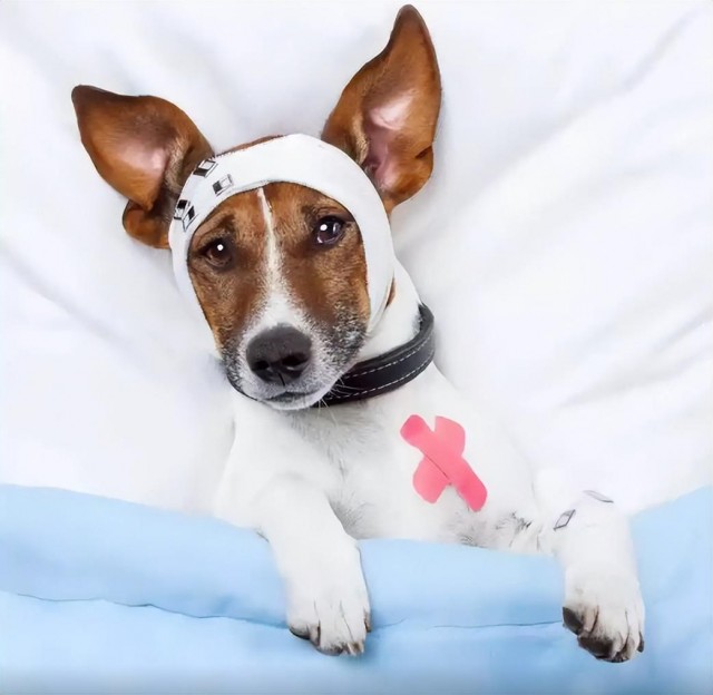 不需要宠物医院仪器，在家就可以帮助狗狗进行体检。