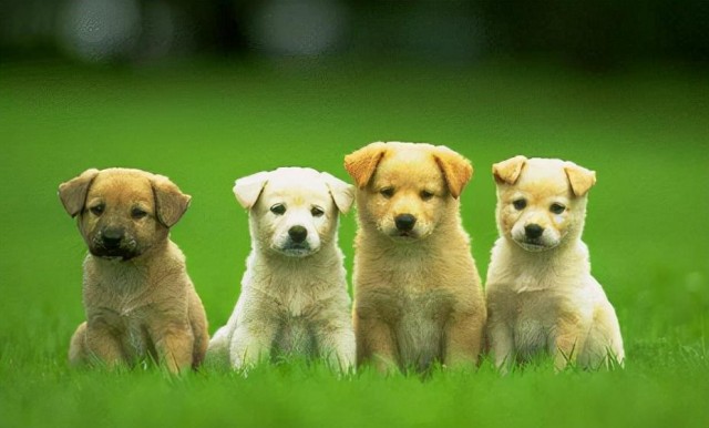 训练幼犬的四个基本技能