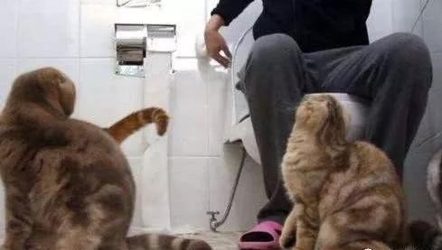 猫咪喜欢偷窥主人上厕所厕所门成摆设从排气扇进来看主人