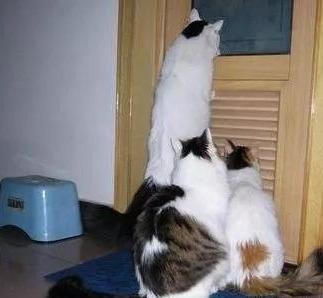 猫咪喜欢偷窥主人上厕所厕所门成摆设从排气扇进来看主人