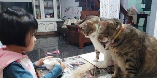 网友表示每次他要吃饭时猫咪居然在他面前干这种事