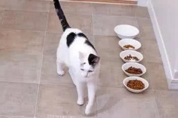 网友表示每次他要吃饭时猫咪居然在他面前干这种事