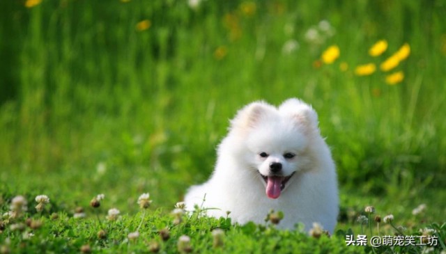 每日一宠《博美犬》一个美到惊艳的中小体犬